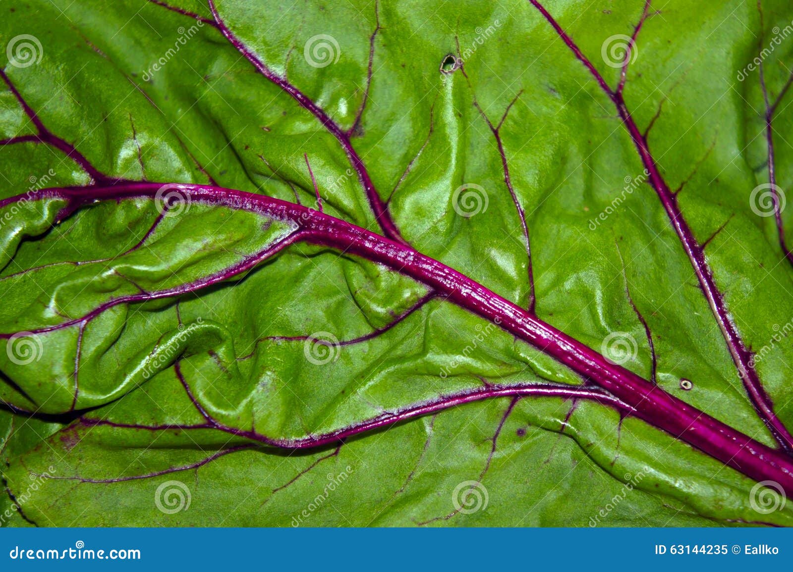 The beet leaves closeup stock image. Image of ingredient 63144235