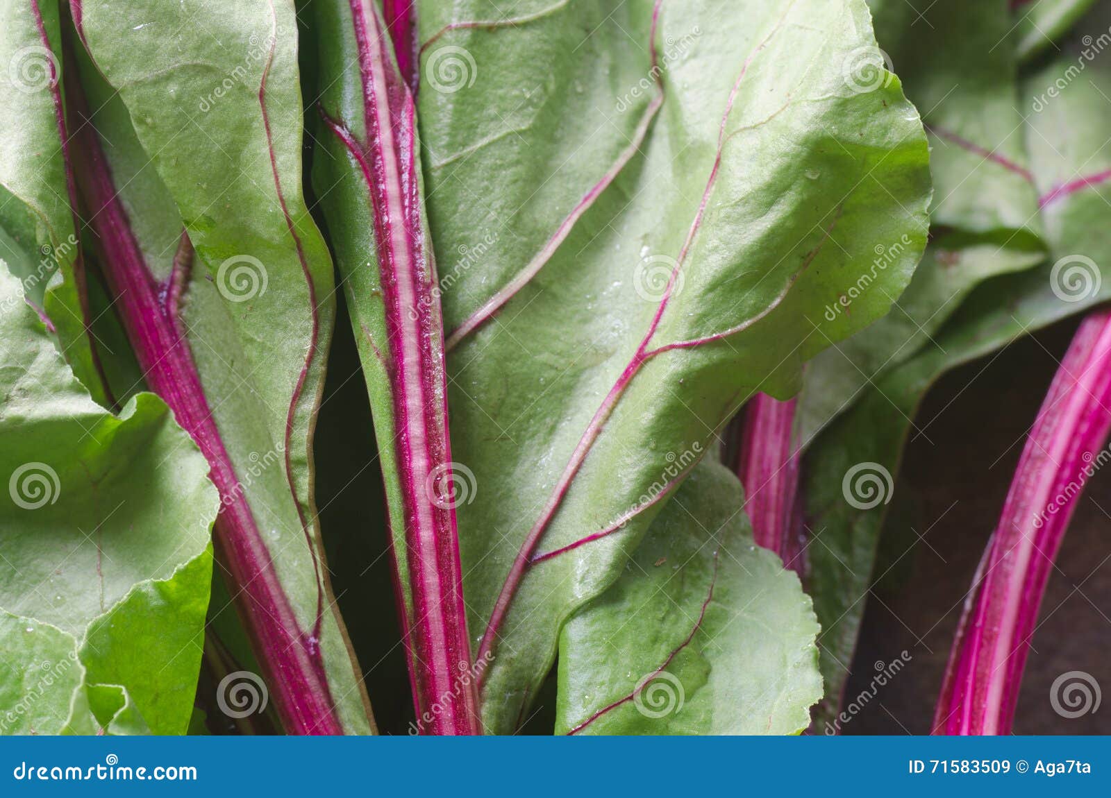 Beet leaves stock image. Image of mangold, agriculture 71583509