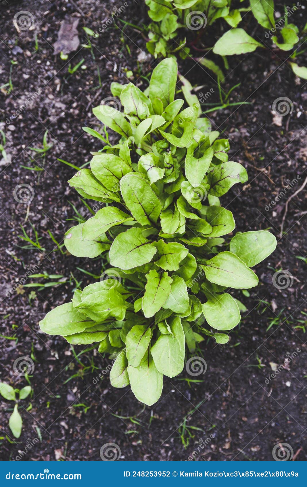Beet Leaves in the Garden Growing in the Garden, Top View Stock Photo