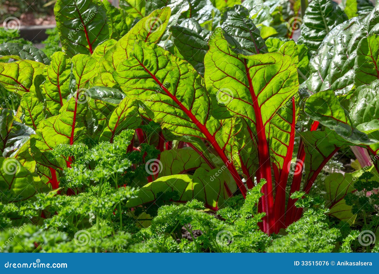 Beet leaves in sunlight stock photo. Image of growth 33515076