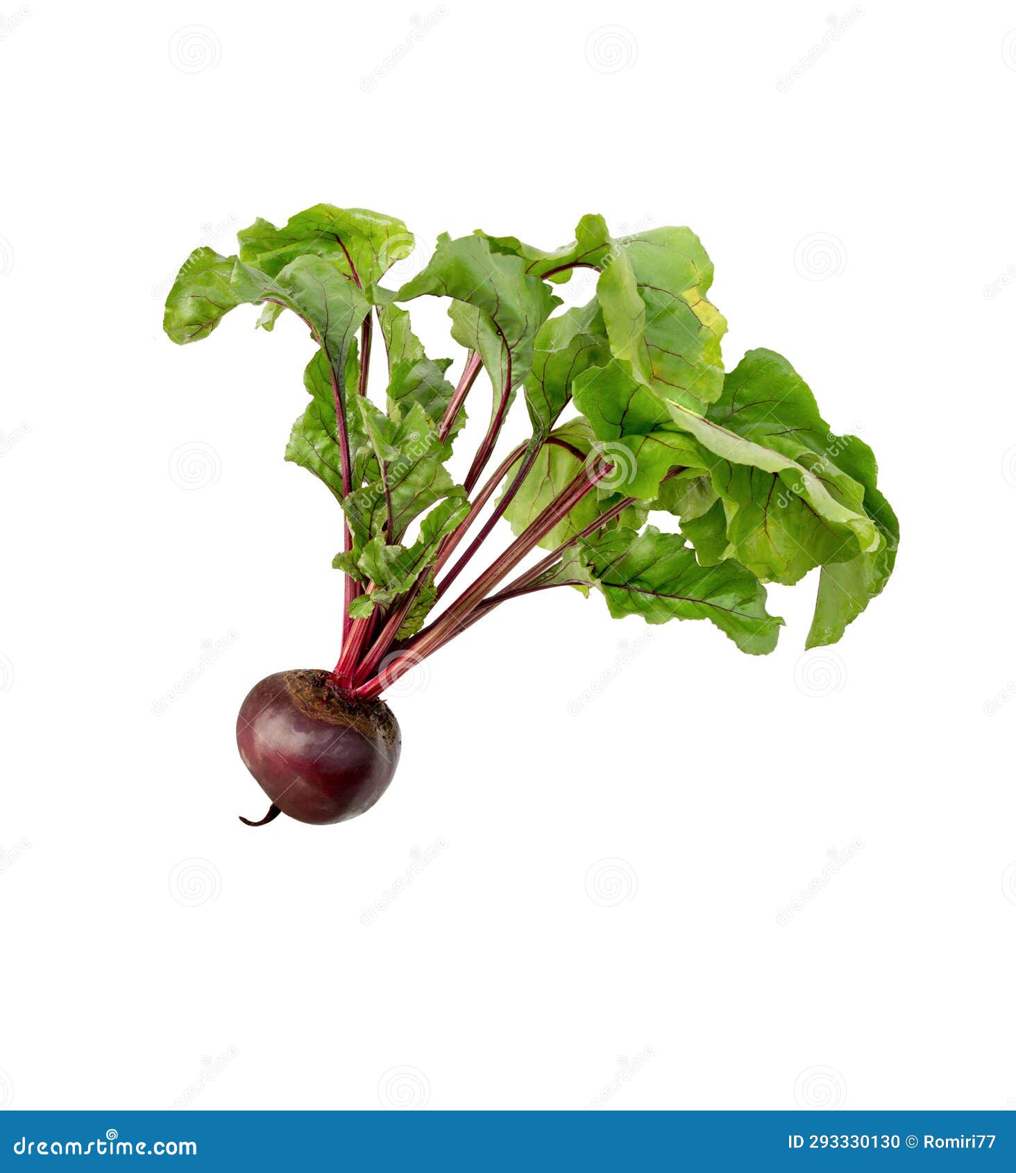 Beet with Leaves on White Background Stock Photo Image of betroot