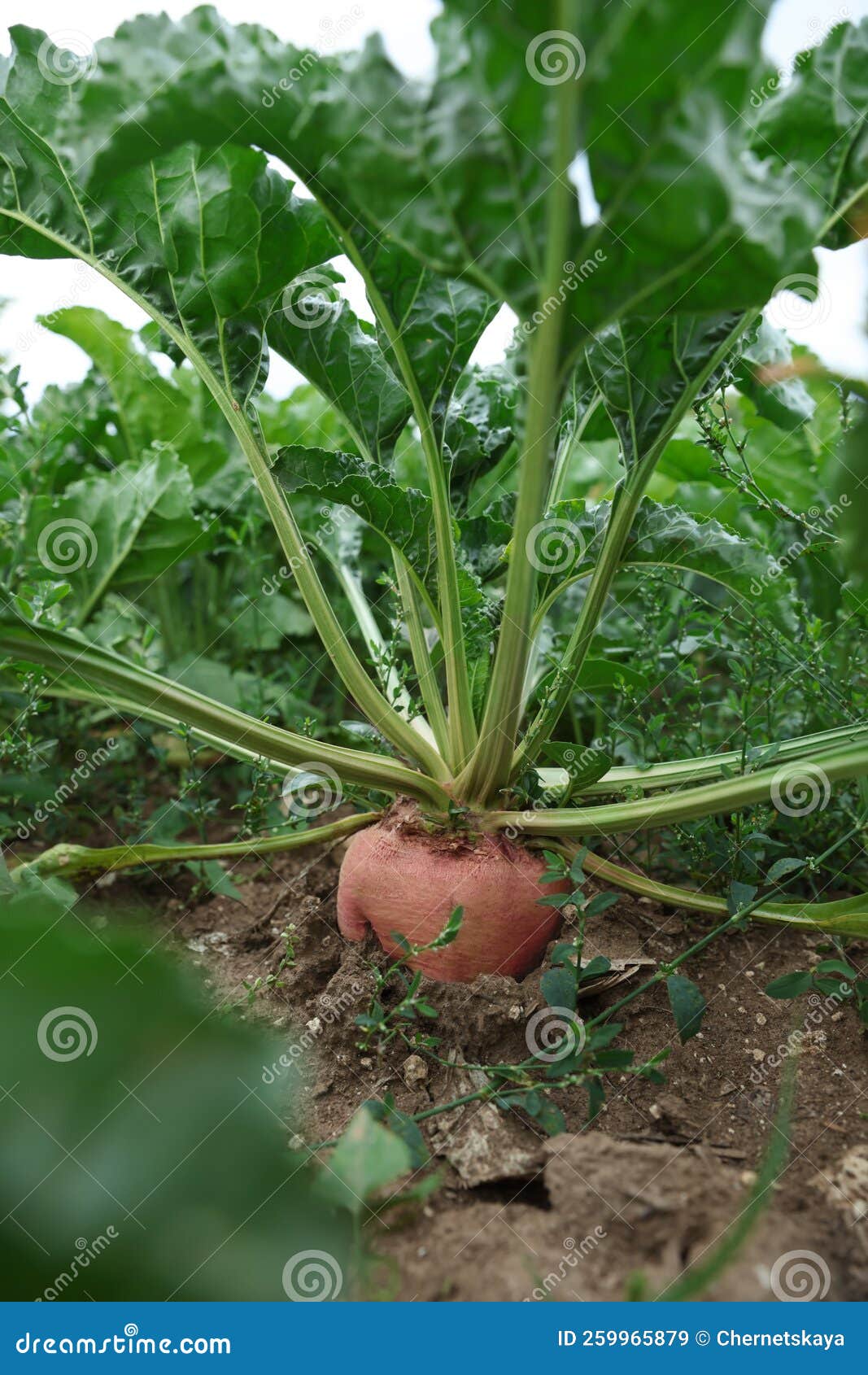 Beautiful Beet Plants with Green Leaves Growing in Field Stock Image