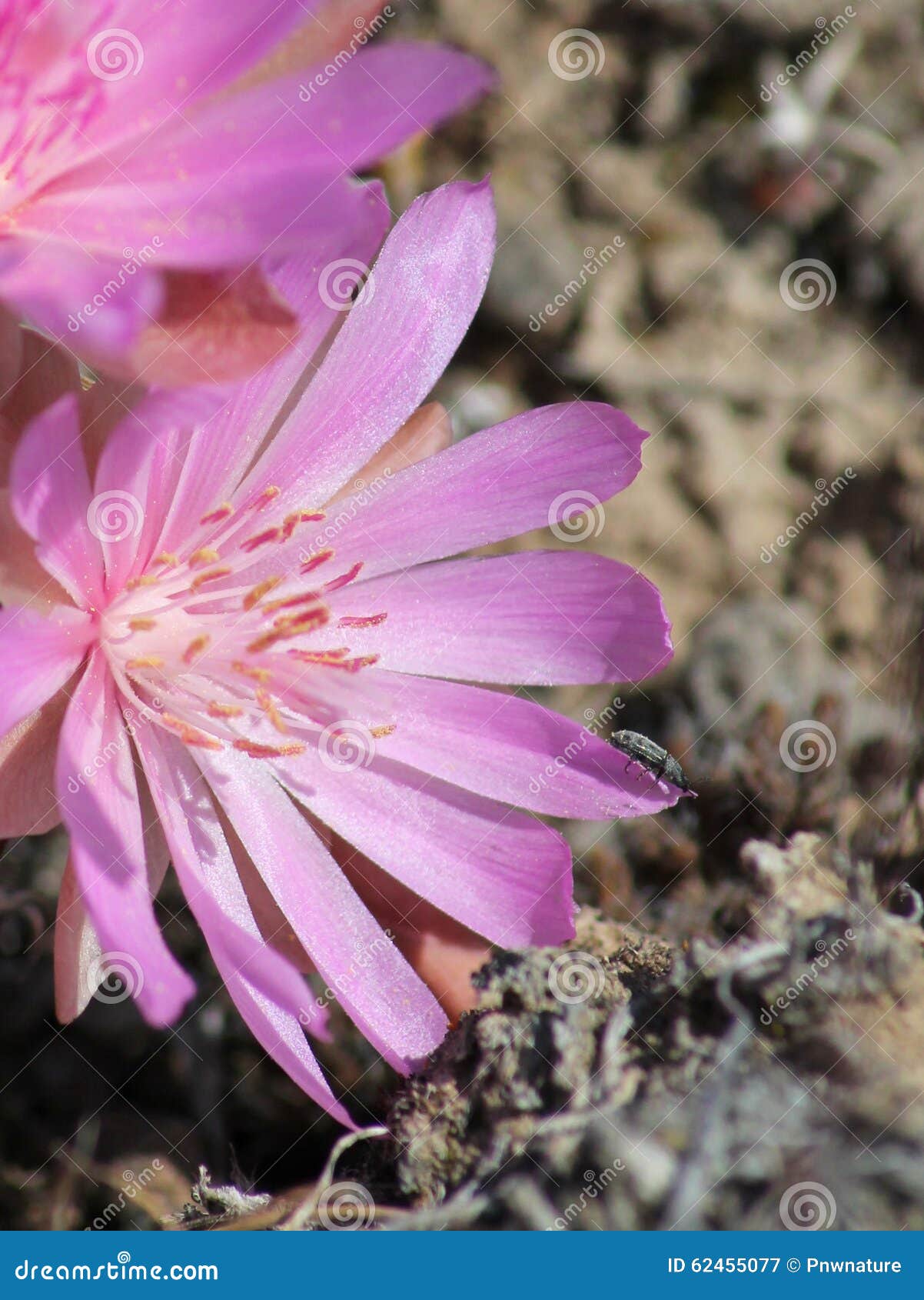 beetle on a bitterroot flower