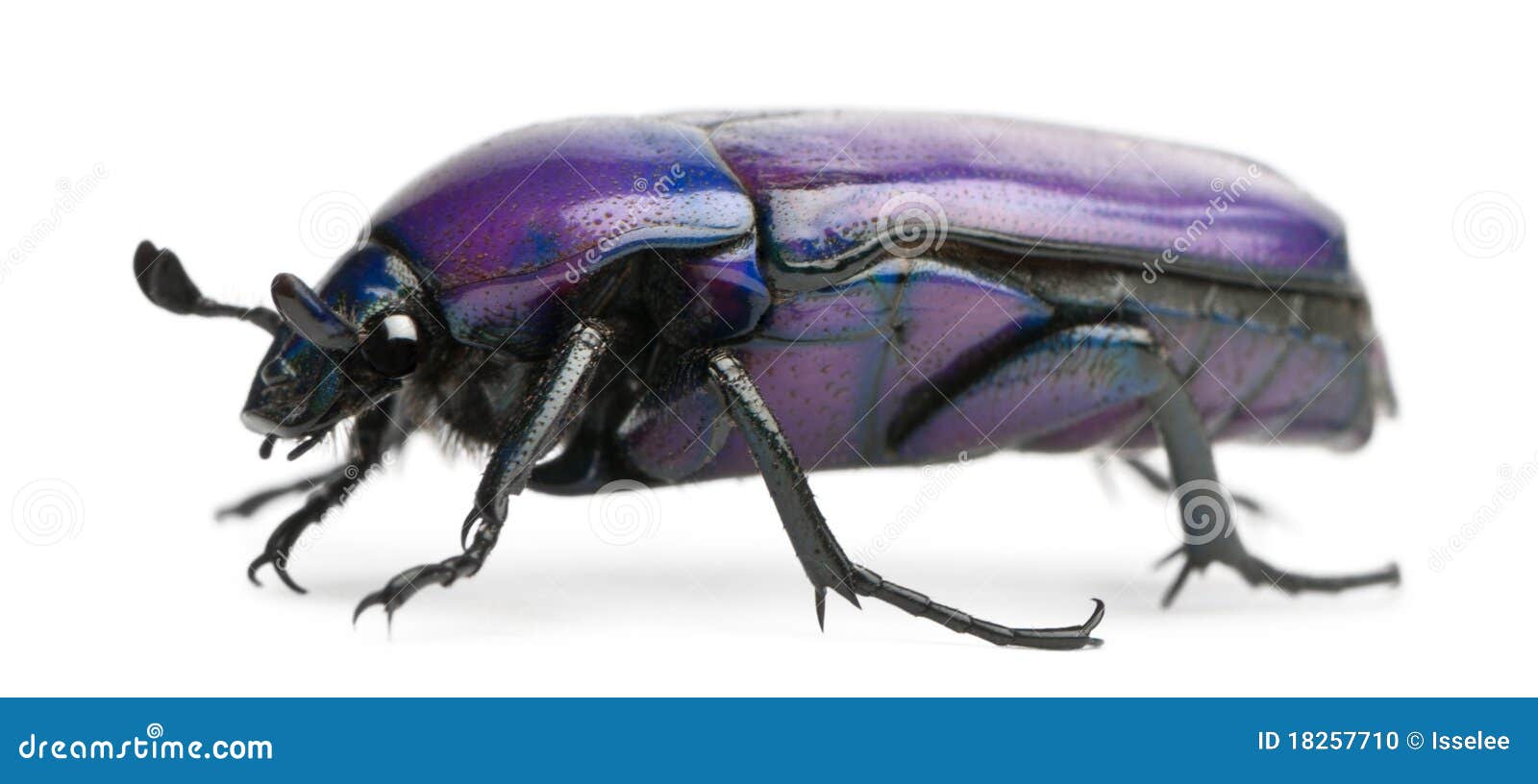 beetle, chlorocala africana oertzeni