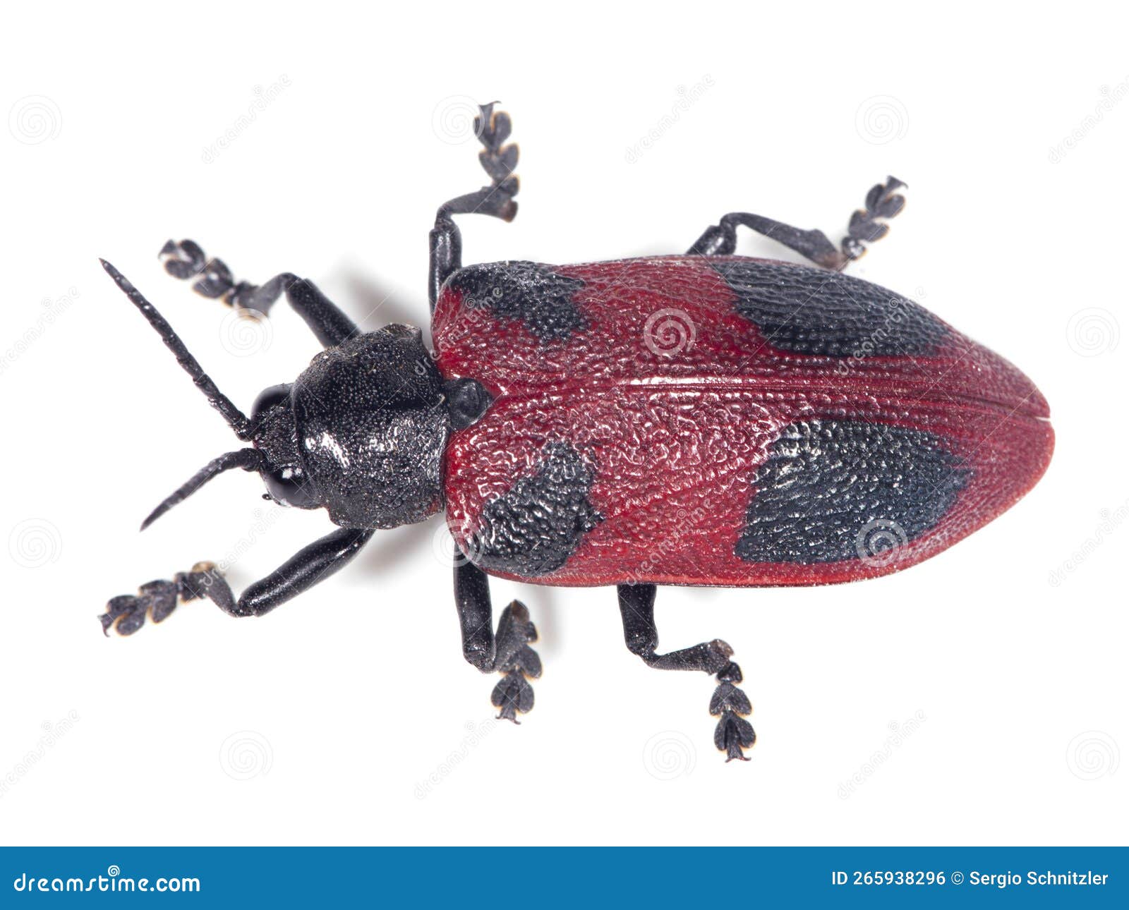 beetle coraliomela quadrimaculata