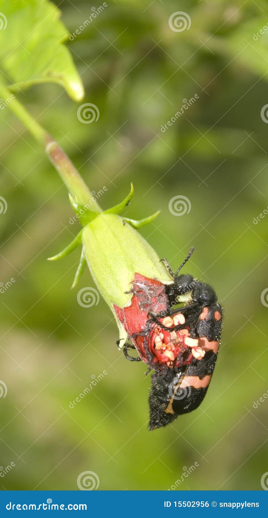 Beetle eating a flower stock photo. Image of beetle, petals 15502956