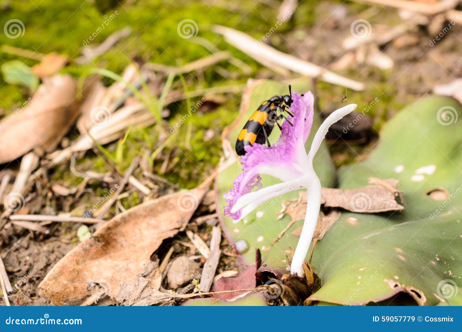 Beetle eating the flowers stock image. Image of macro 59057779
