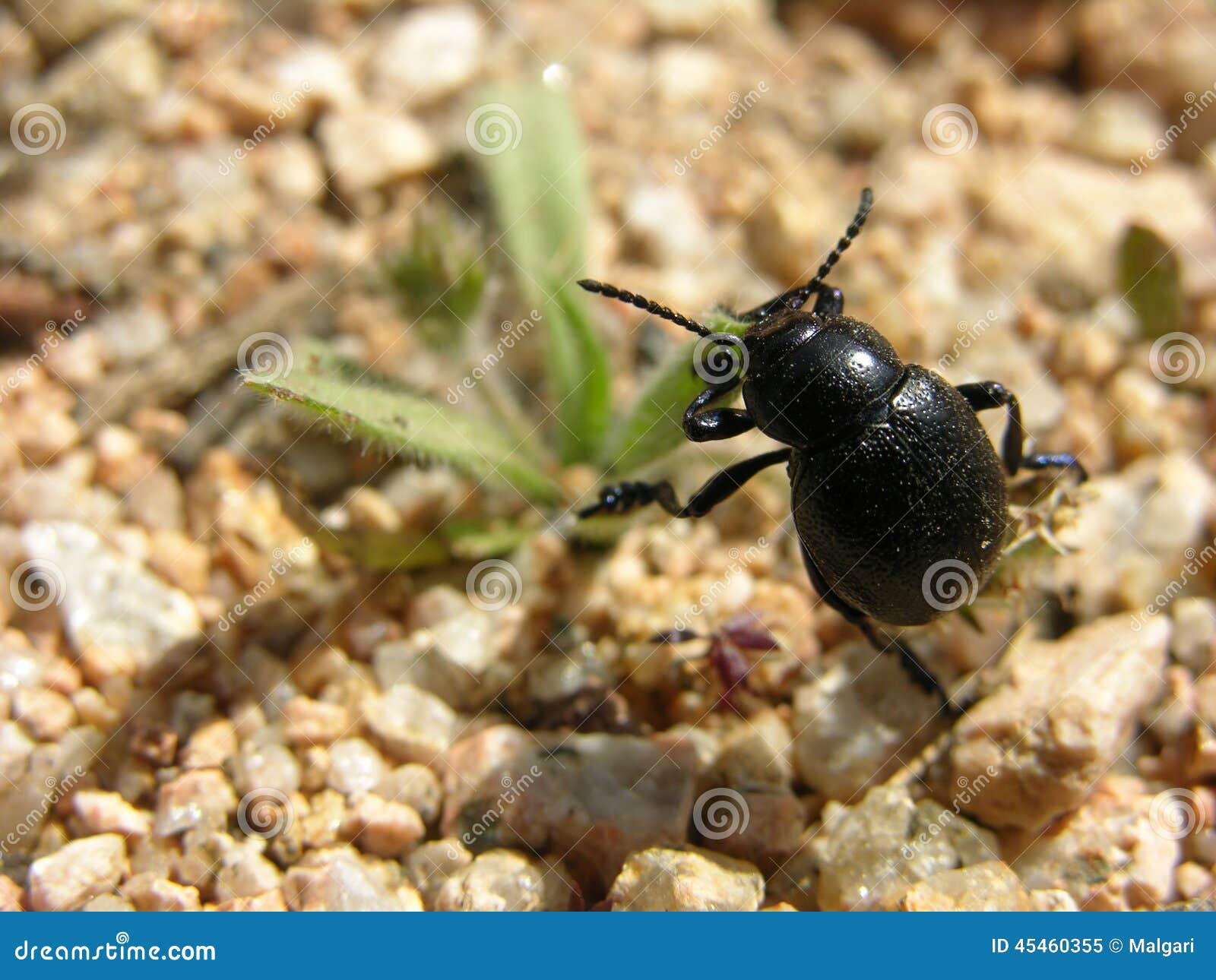 Beetle stock image. Image of black, flying, eating, close 45460355