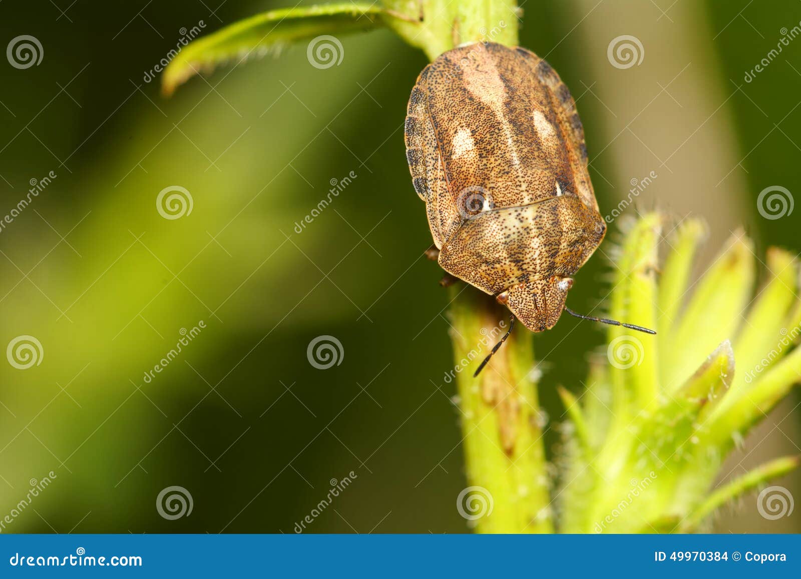 Beetle on flower stock photo. Image of life, macro, detail 49970384