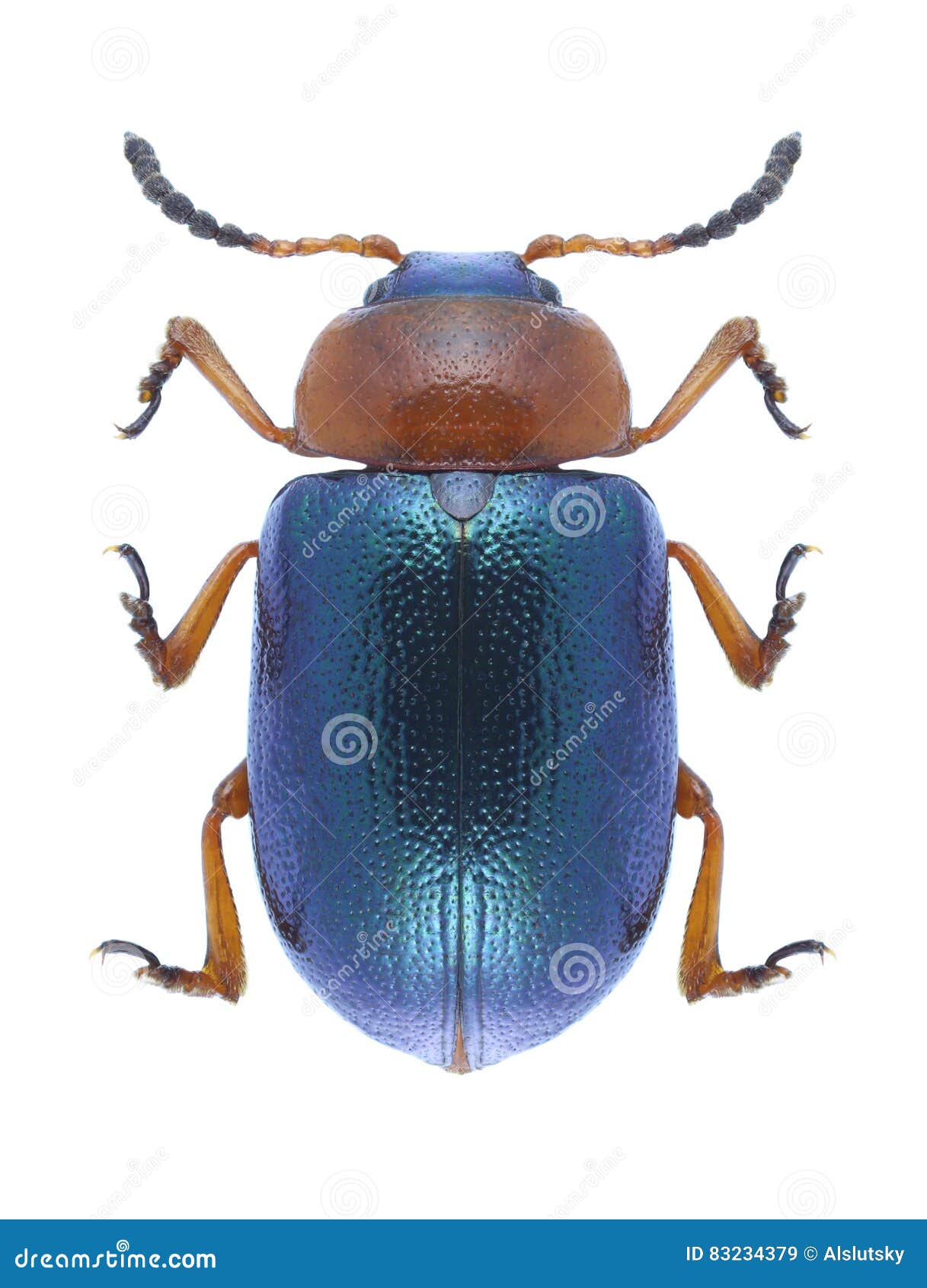 beetle gastrophysa polygoni