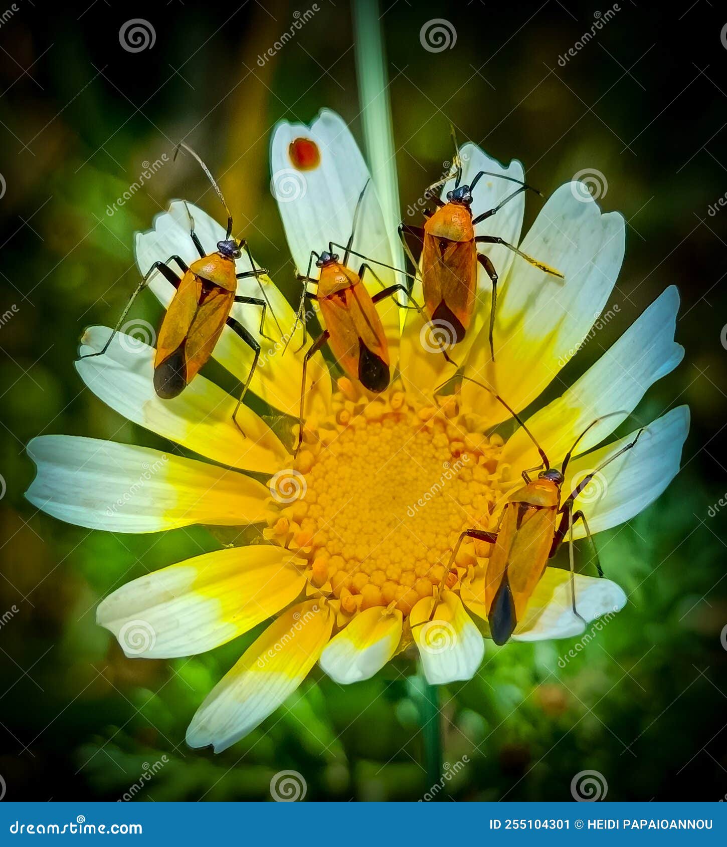 Beetle Gathering on Flower stock image. Image of macro 255104301