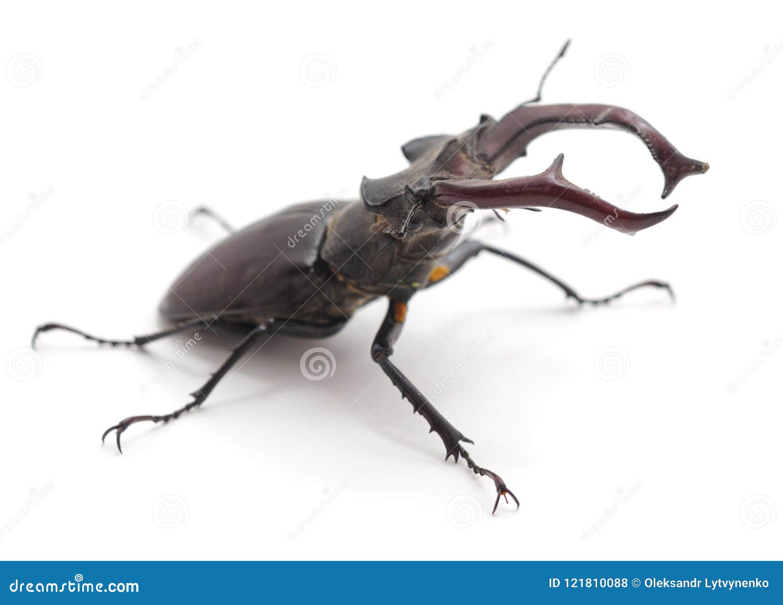 Photo about Beetle horn on a white background. 