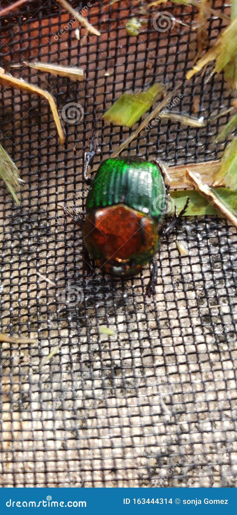 Beetle June Bug Bugs Florida Stock Photo Image of florida, wildlife