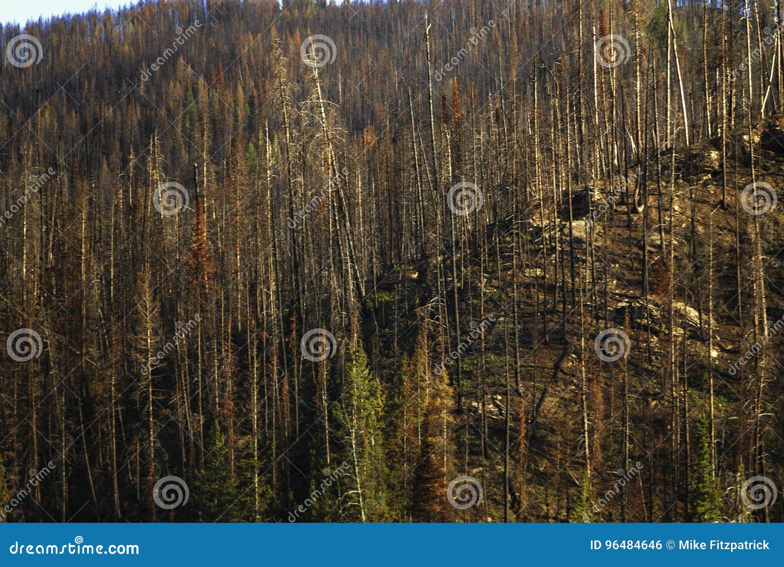 beetle kill bridger teton national forest.