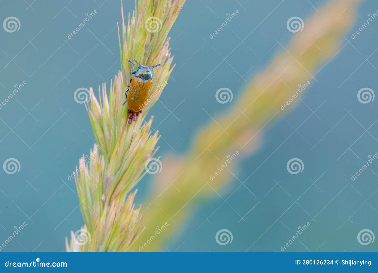 Beetle laying eggs stock photo. Image of animals, laying 280126234