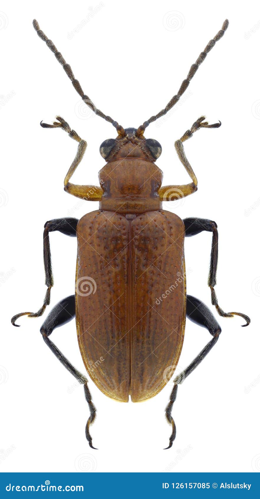 beetle lema lacertosa