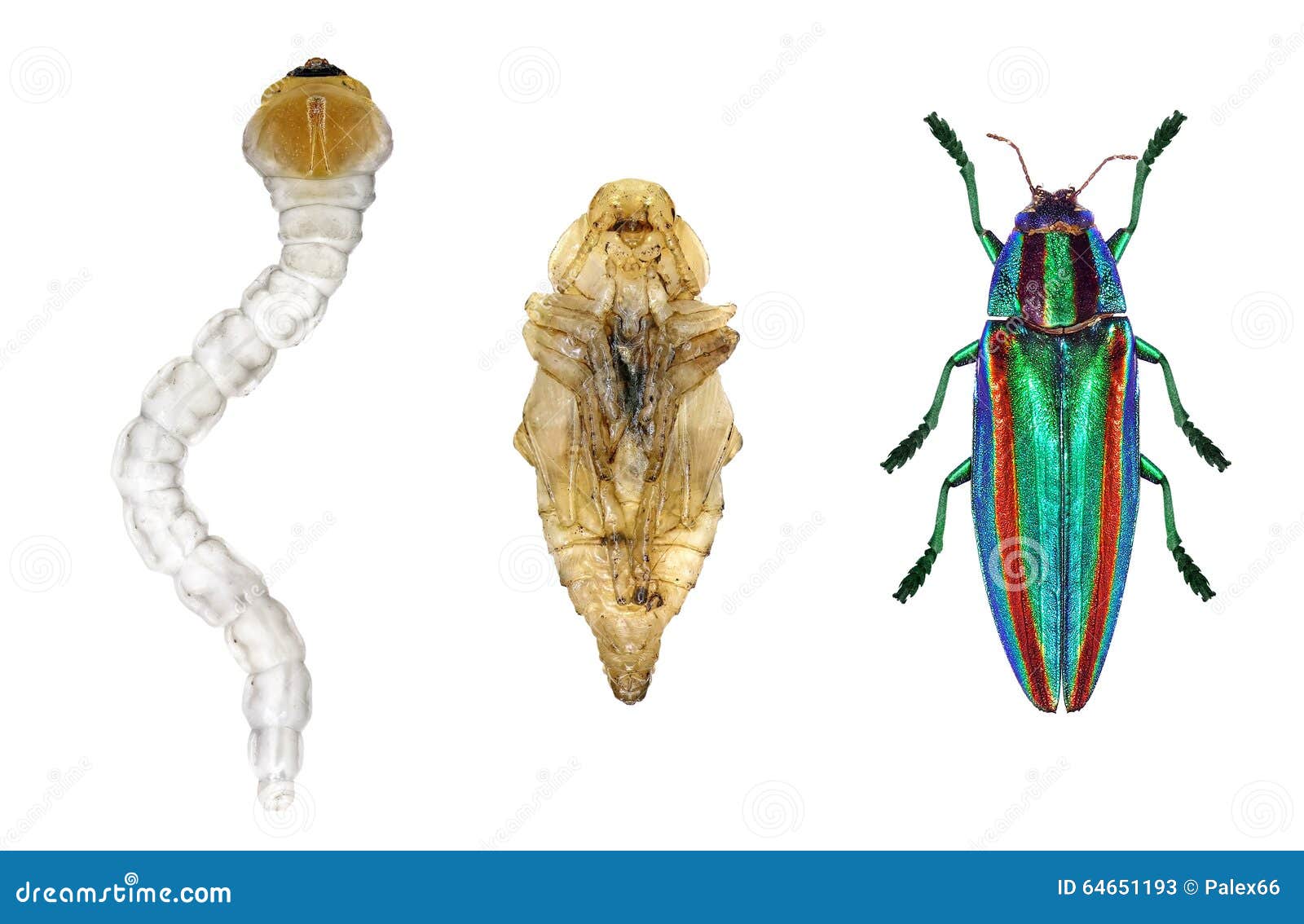 Beetle Life Cycle Royalty-Free Stock Photography Biology Diagrams