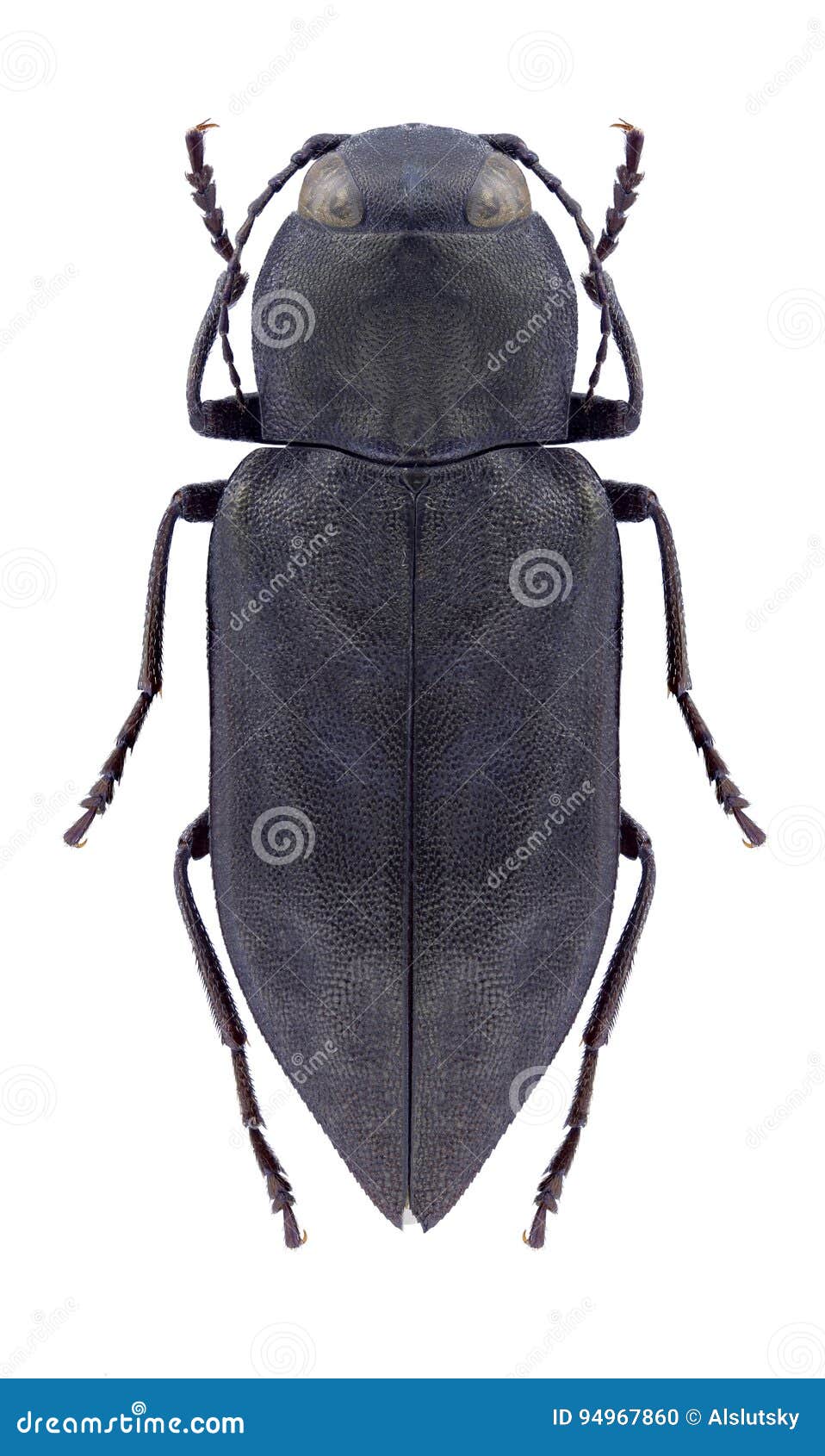 beetle melanophila acuminata