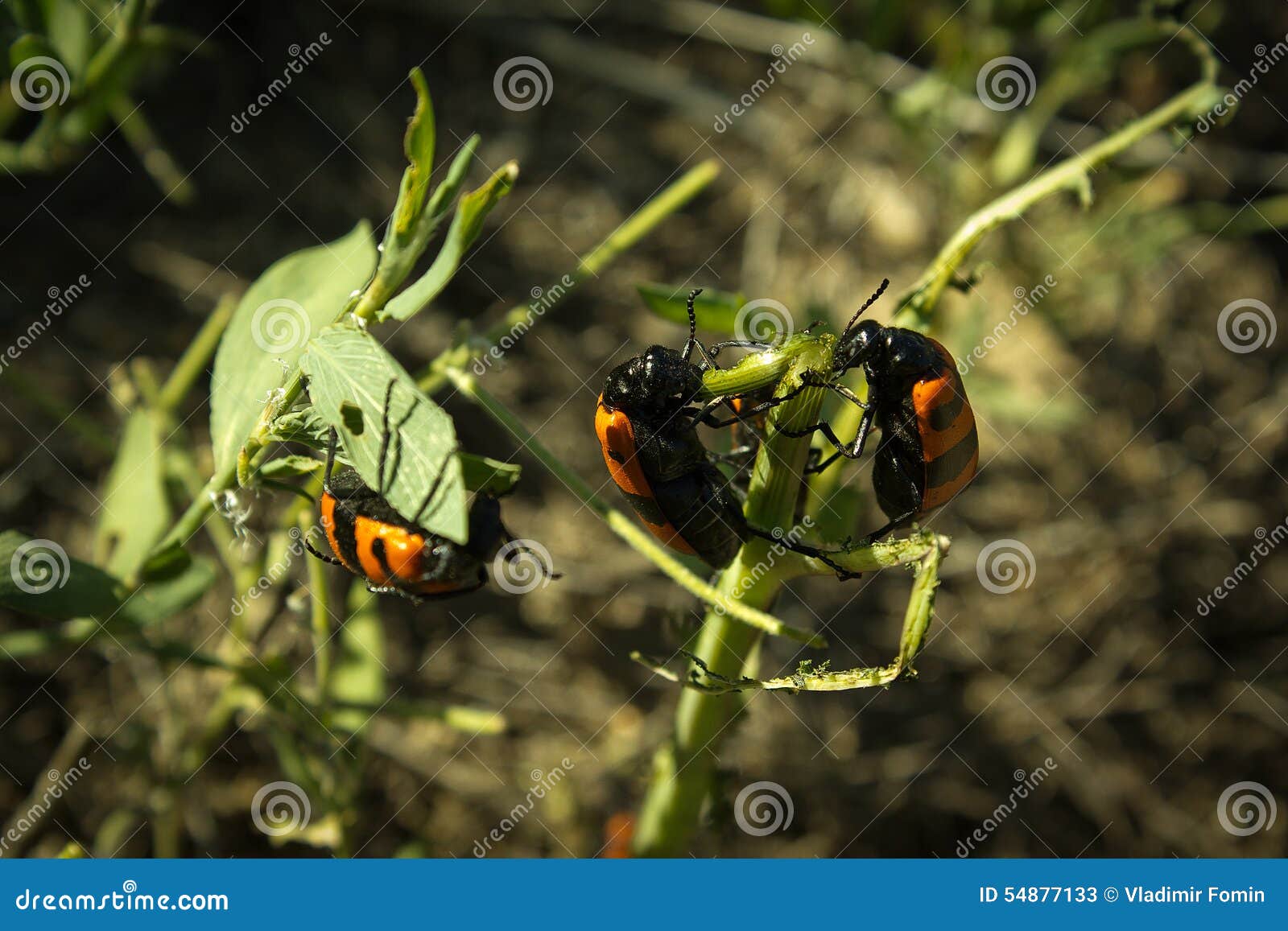 beetle meloidae