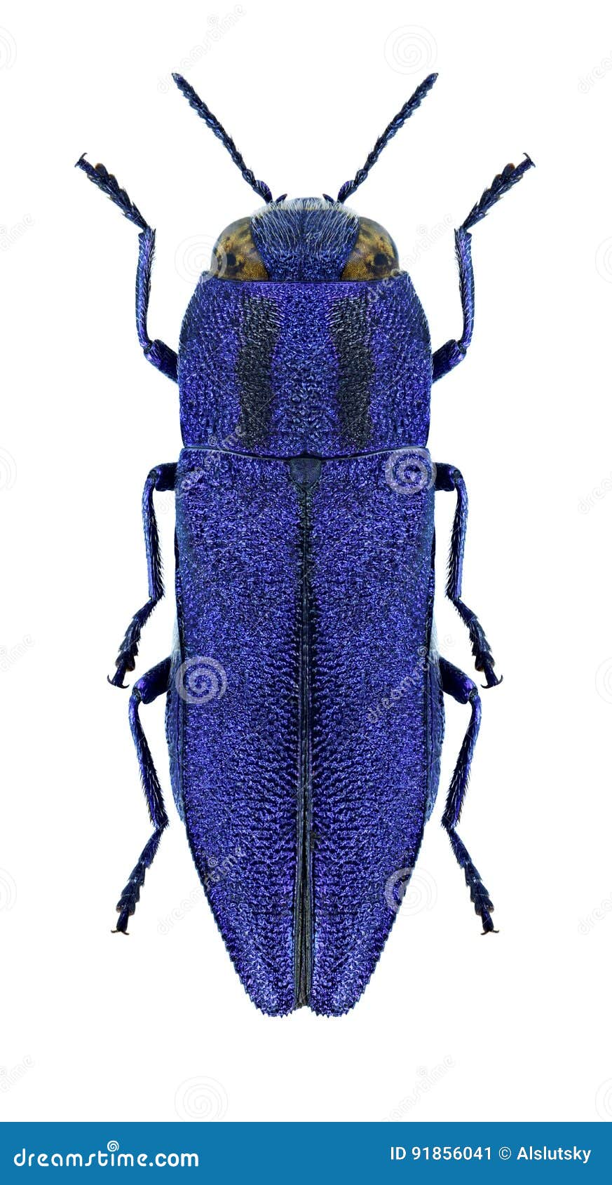 beetle metallic wood borer anthaxia violacea