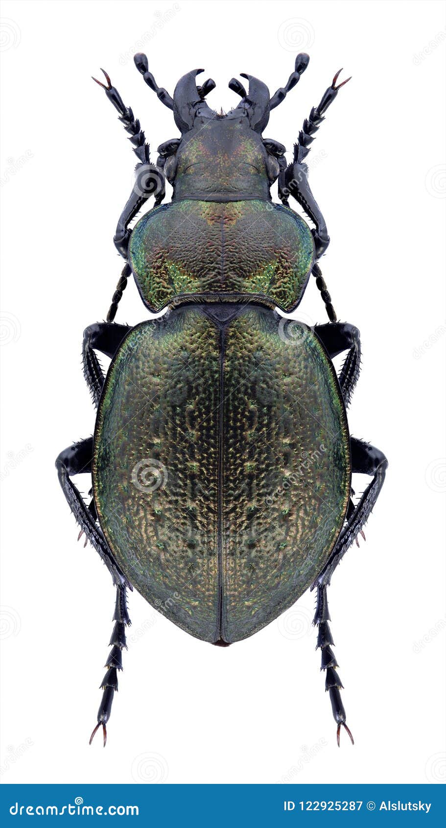 beetle microcallisthenes relictus
