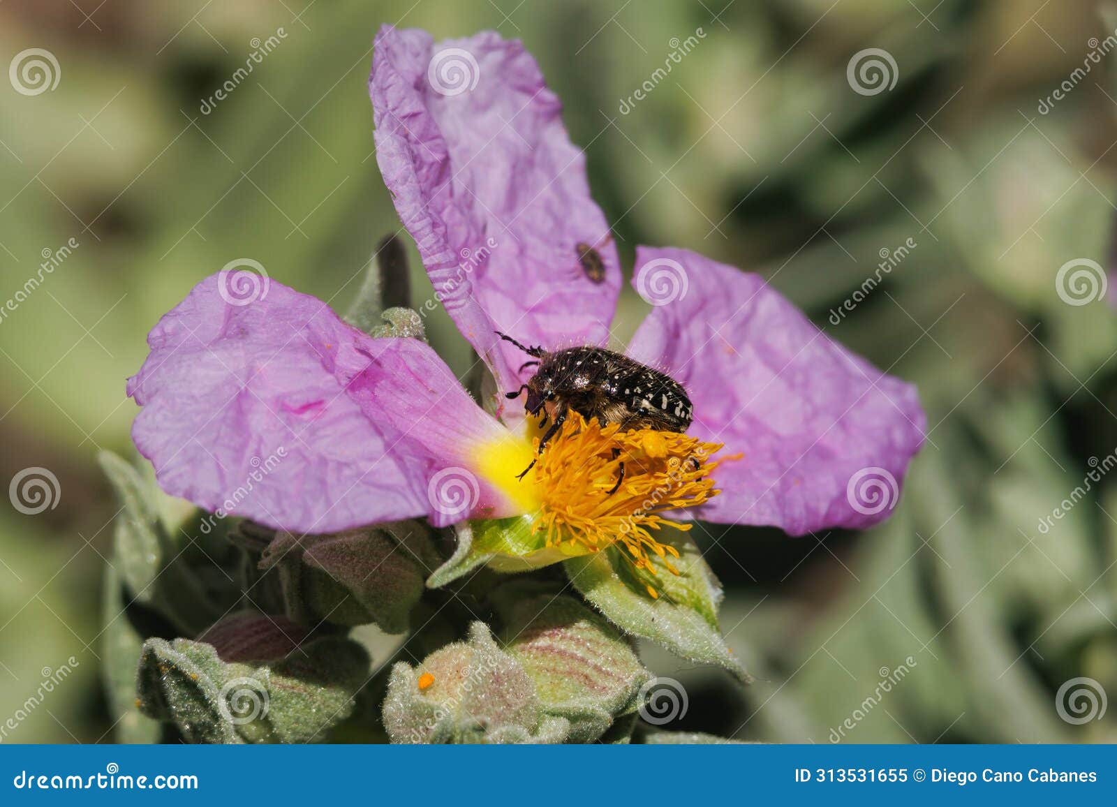 beetle oxythyrea funesta on cistus albidus flower in the preventorium of alcoy
