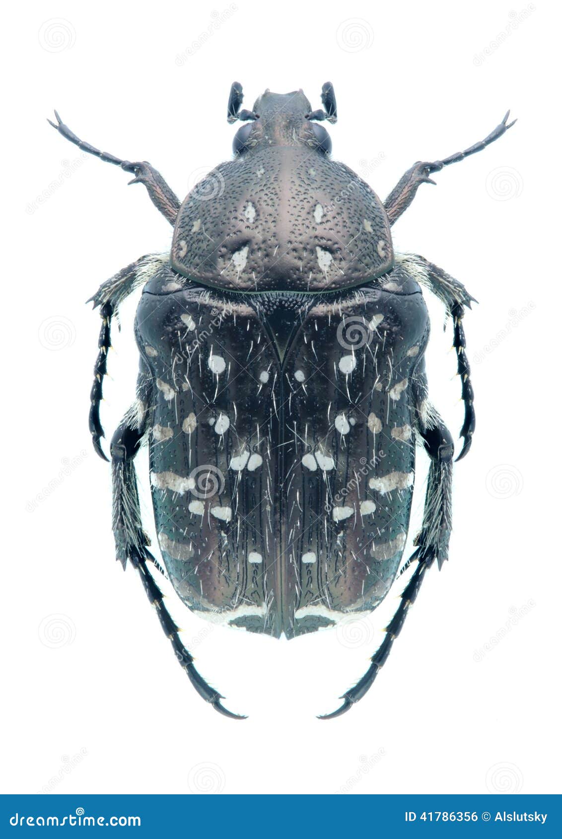 beetle oxythyrea funesta