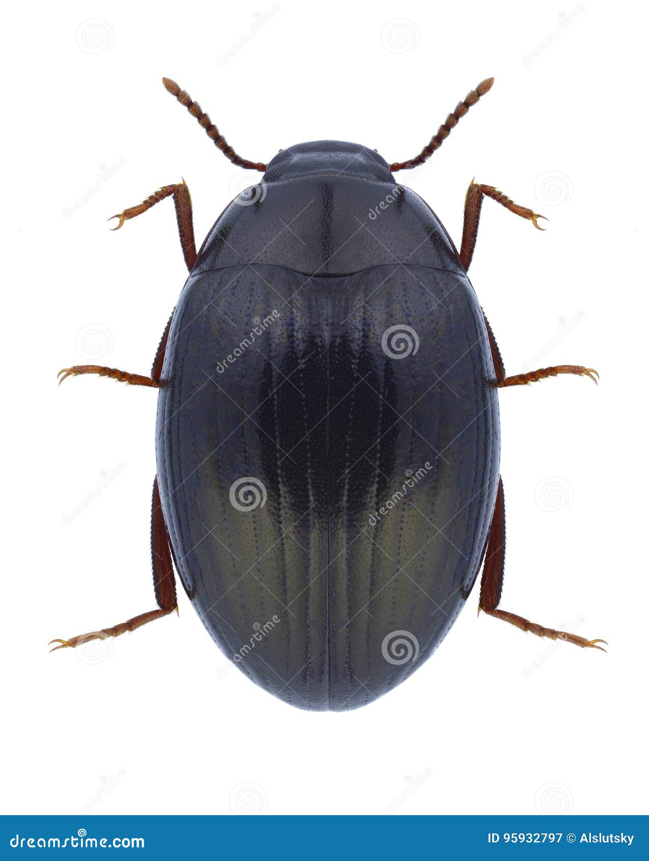 beetle platydema triste
