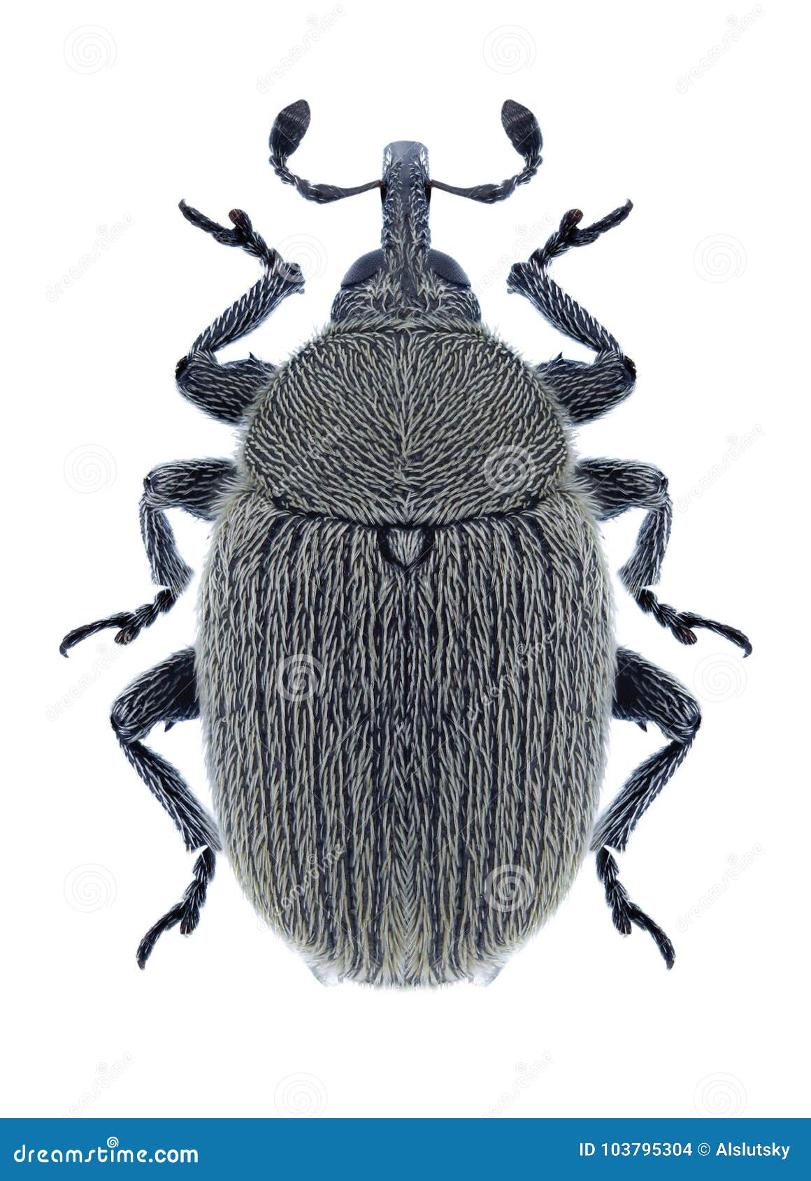 beetle rhinusa neta