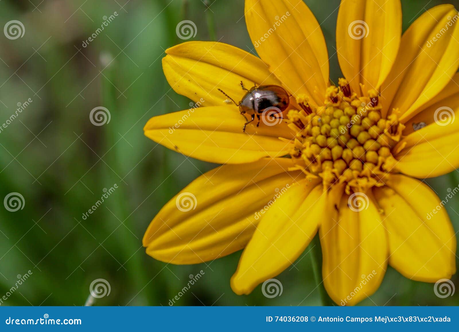 beetle in a yellow flower