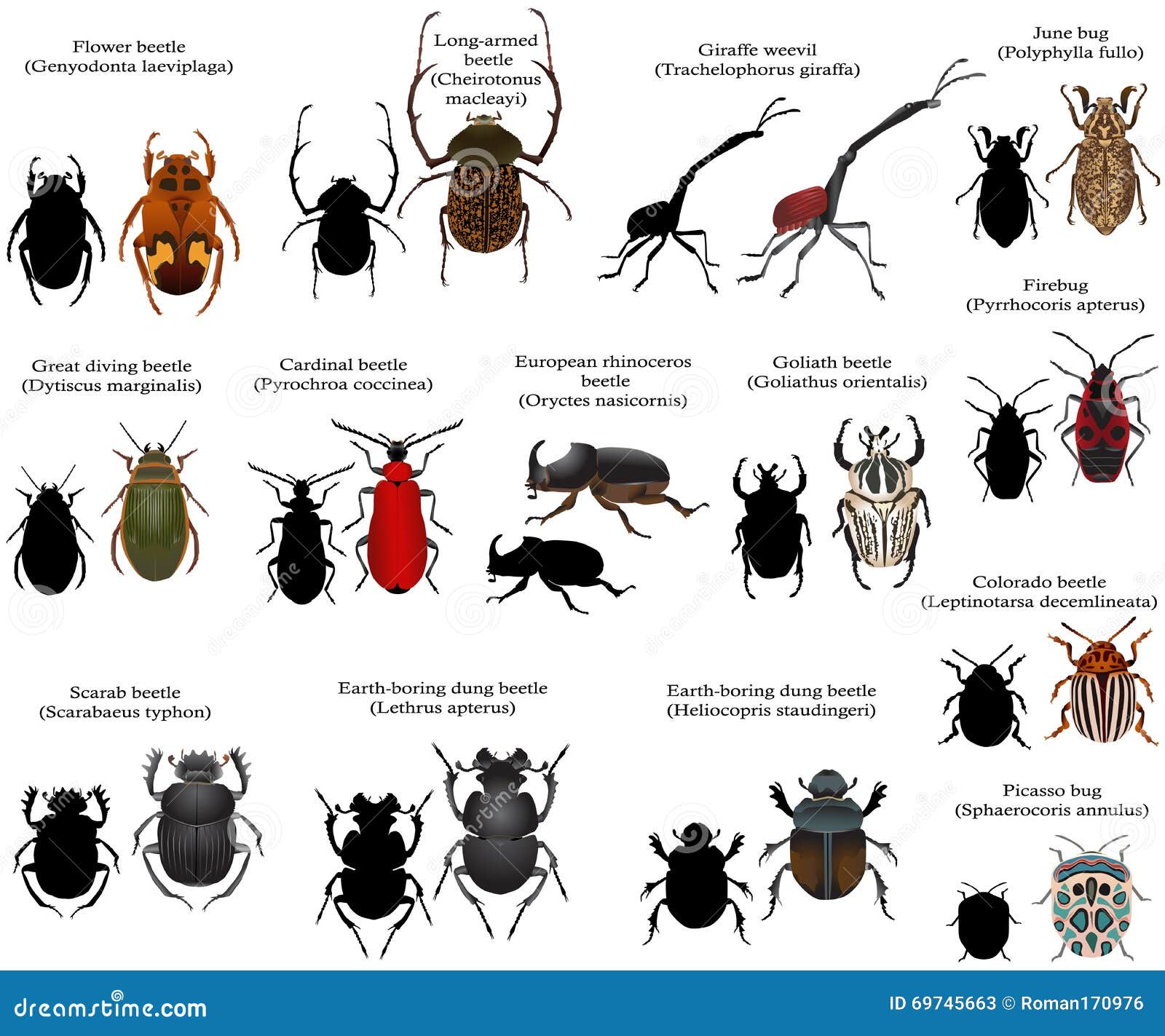 List 96+ Images beetle species list with pictures Full HD, 2k, 4k
