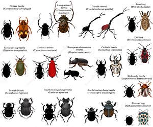 Beetles Cartoons Illustrations Vector Stock Images 4166 Pictures 