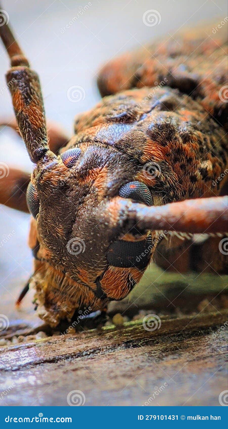 Beetles Die Outdoors As a Result of Insect Venom Stock Image Image of