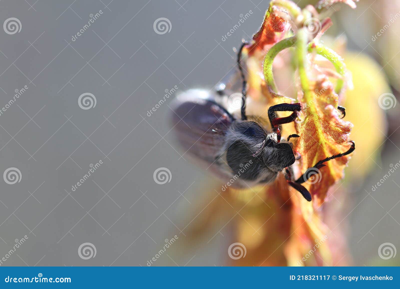 Beetles Eat the Leaves of the Trees. Stock Image Image of wild, leaves 218321117