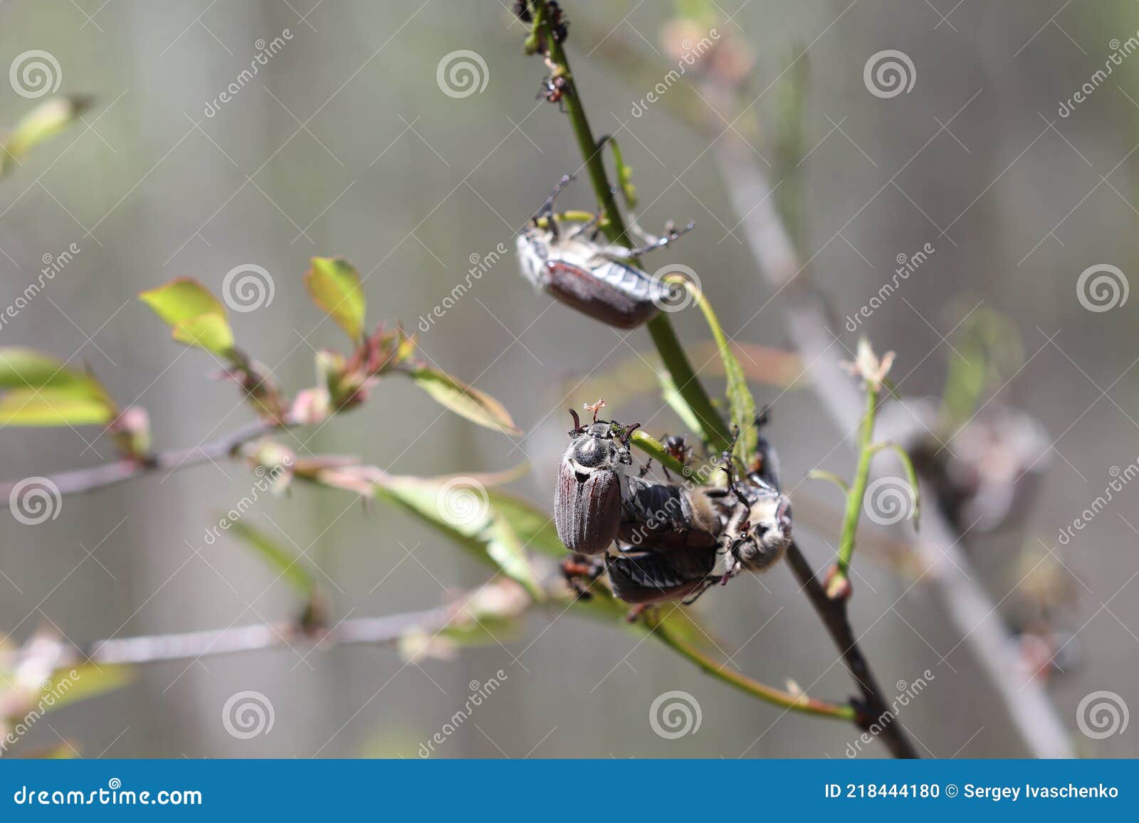 Beetles Eat the Leaves of the Trees. Stock Photo Image of dragonfly, insect 218444180