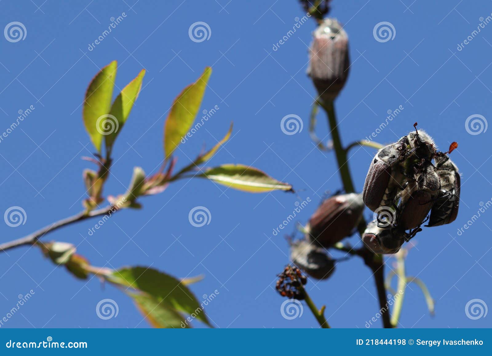 Beetles Eat the Leaves of the Trees. Stock Photo Image of blue, spider 218444198
