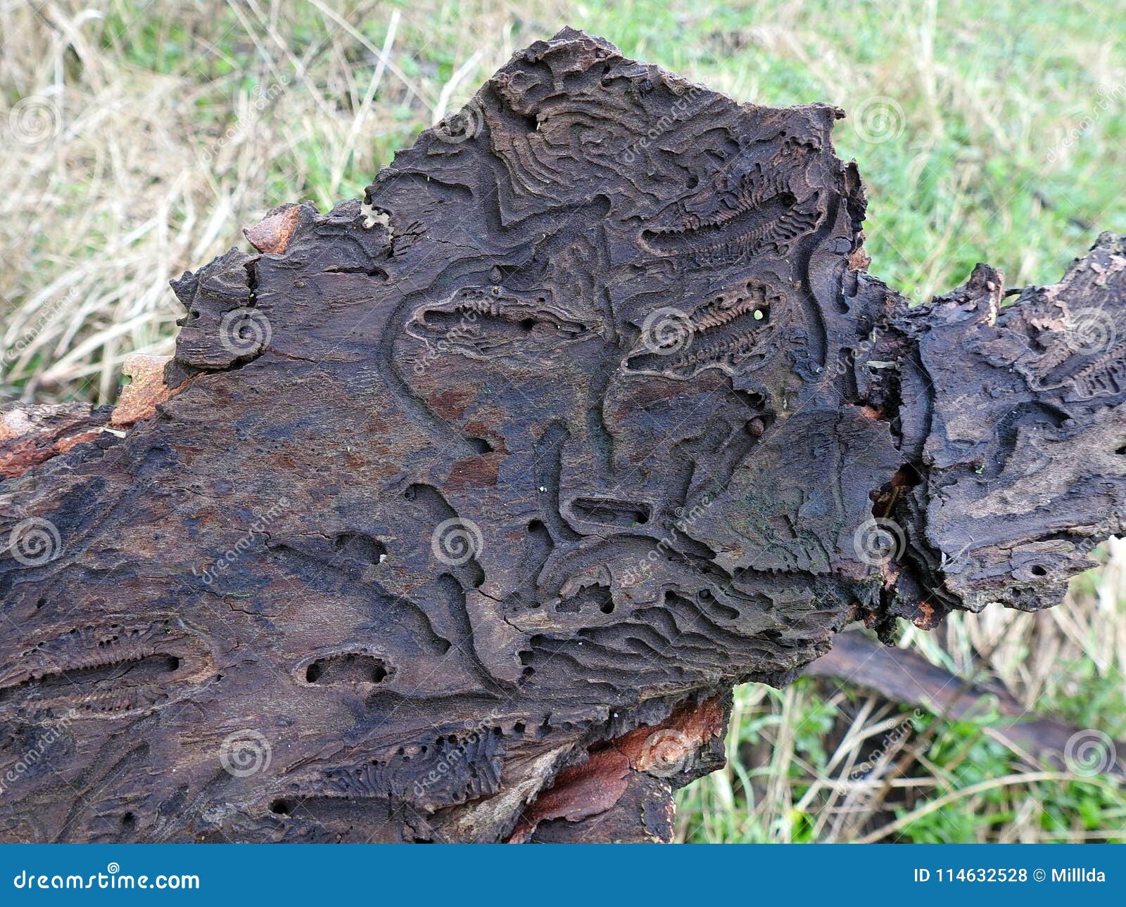 Bug Eat Ornaments on Tree Bark, Lithuania Stock Photo Image of animal