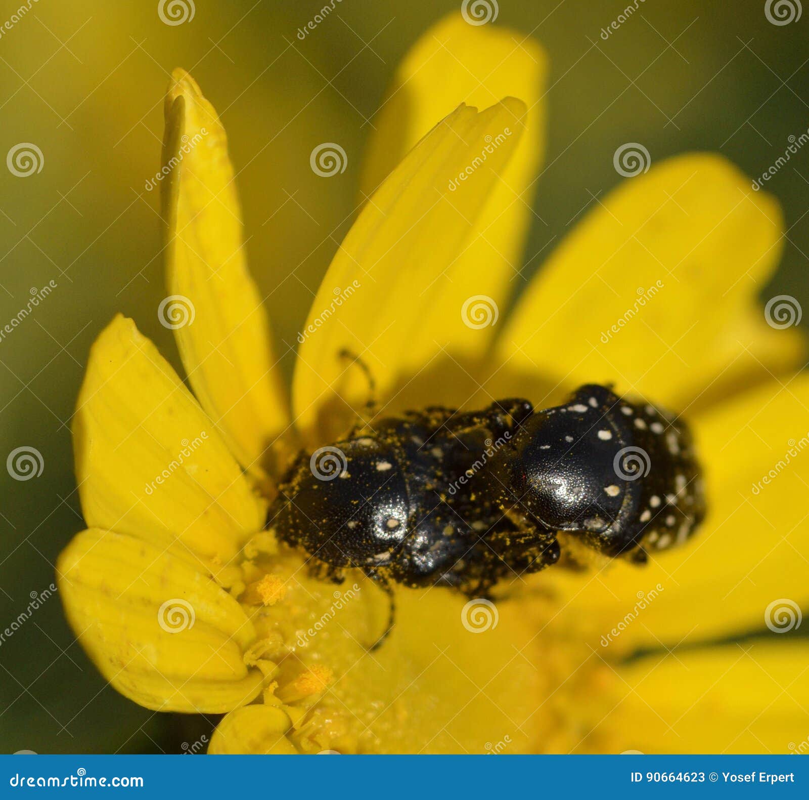 Beetles in a Flower Chrysanthemum Stock Image Image of relations