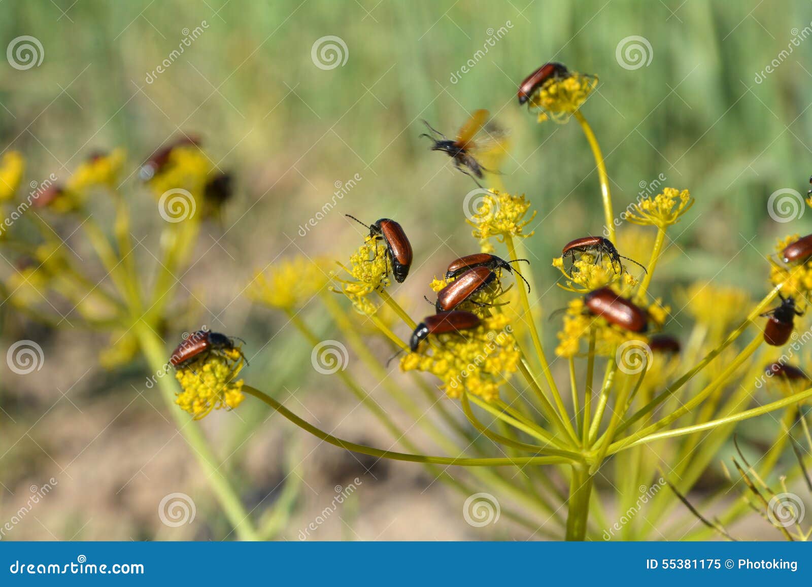 Beetles on flower stock image. Image of umbel, summer 55381175