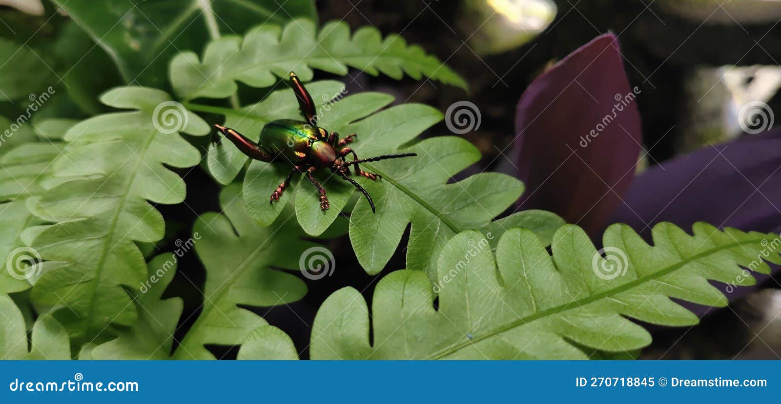Beetles are on the Leaves of Plants Stock Image Image of beetles