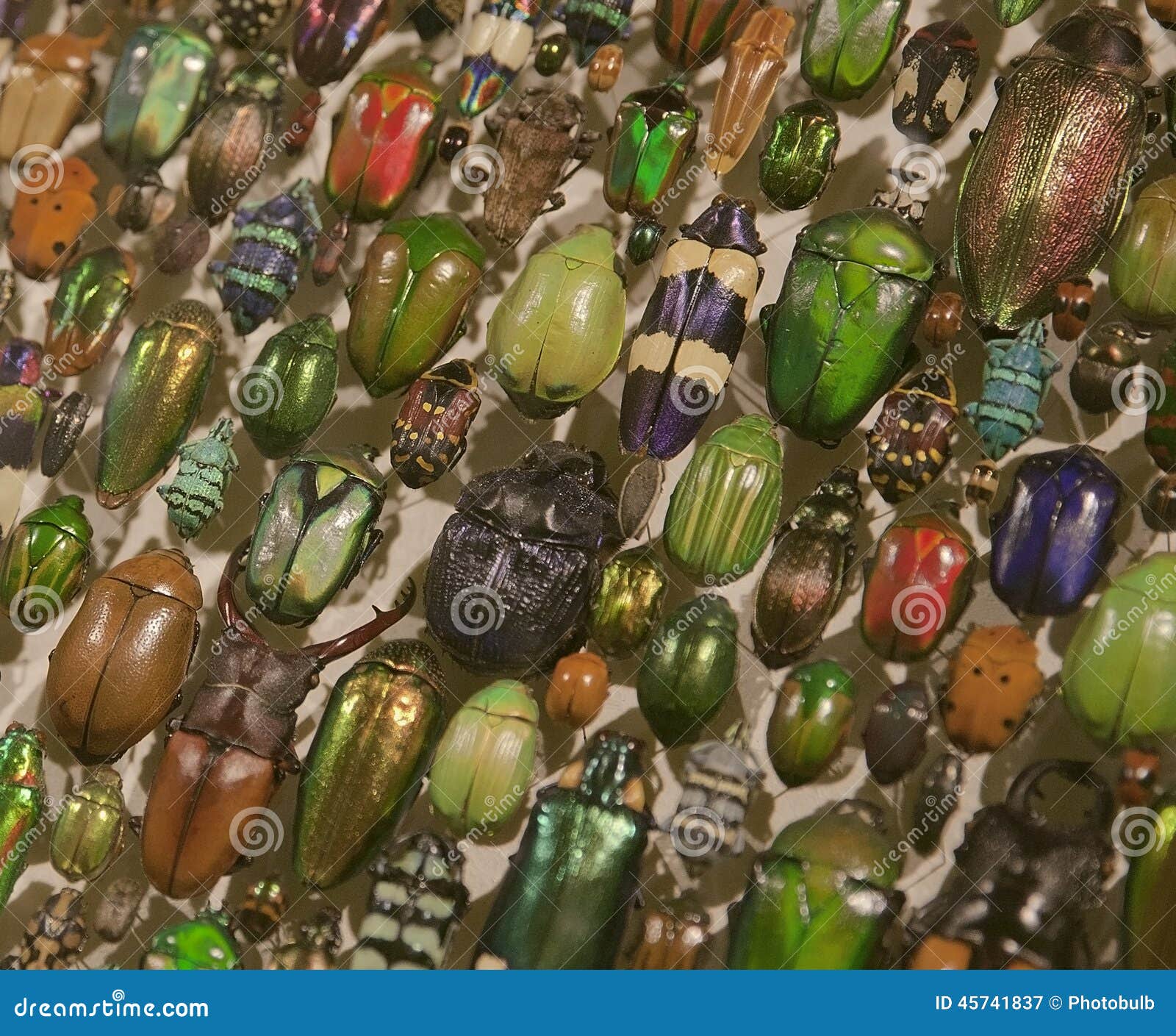 Beetles Of Many Colors Montr 233 Al Insectarium Stock Photo