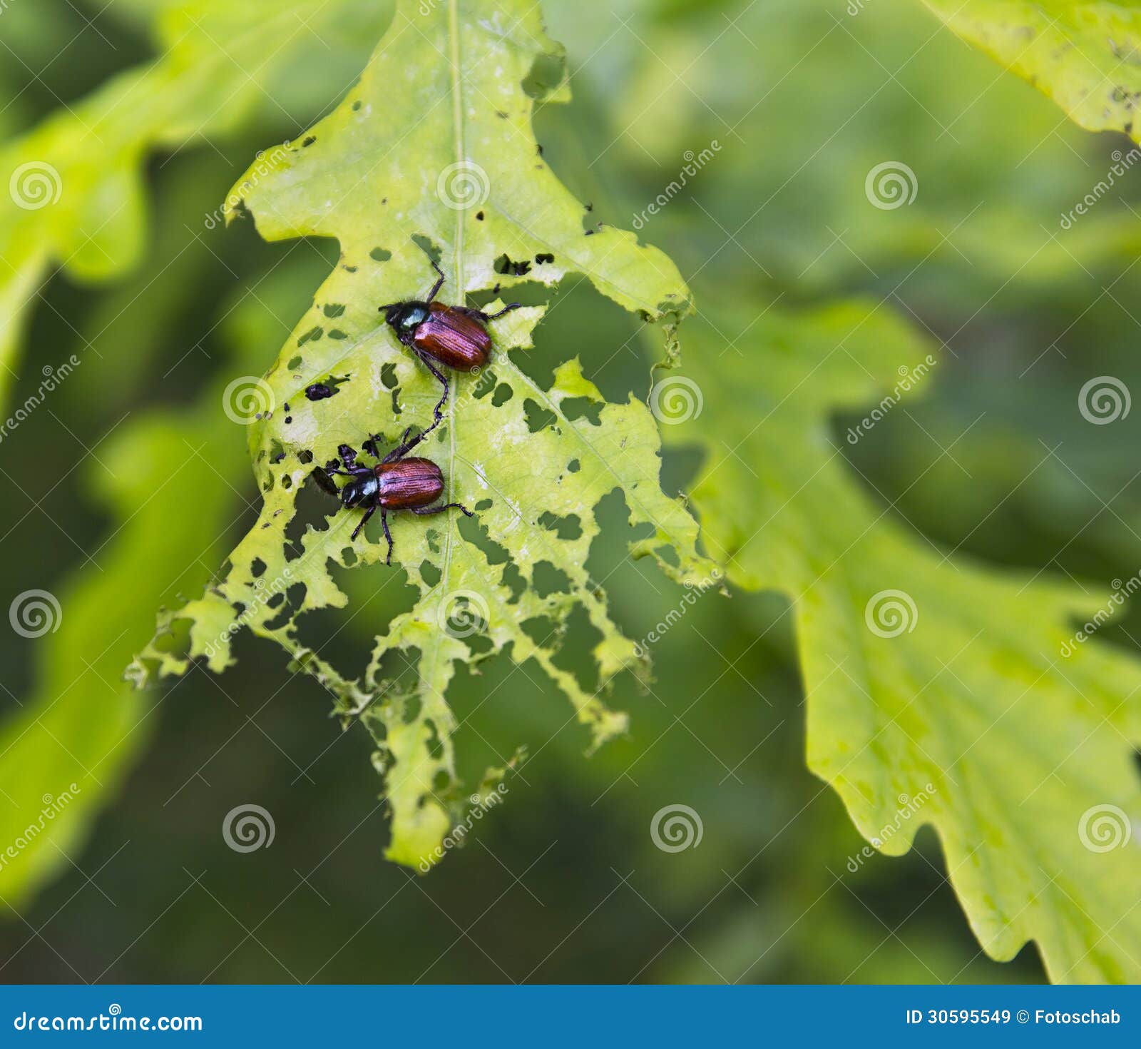 Beetles stock image. Image of forest, summer, damage 30595549