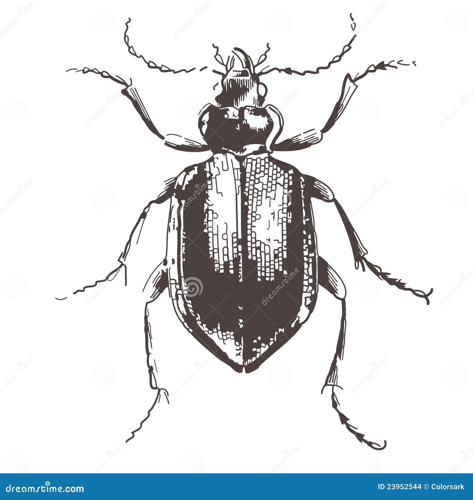 vintage insect clipart - photo #9