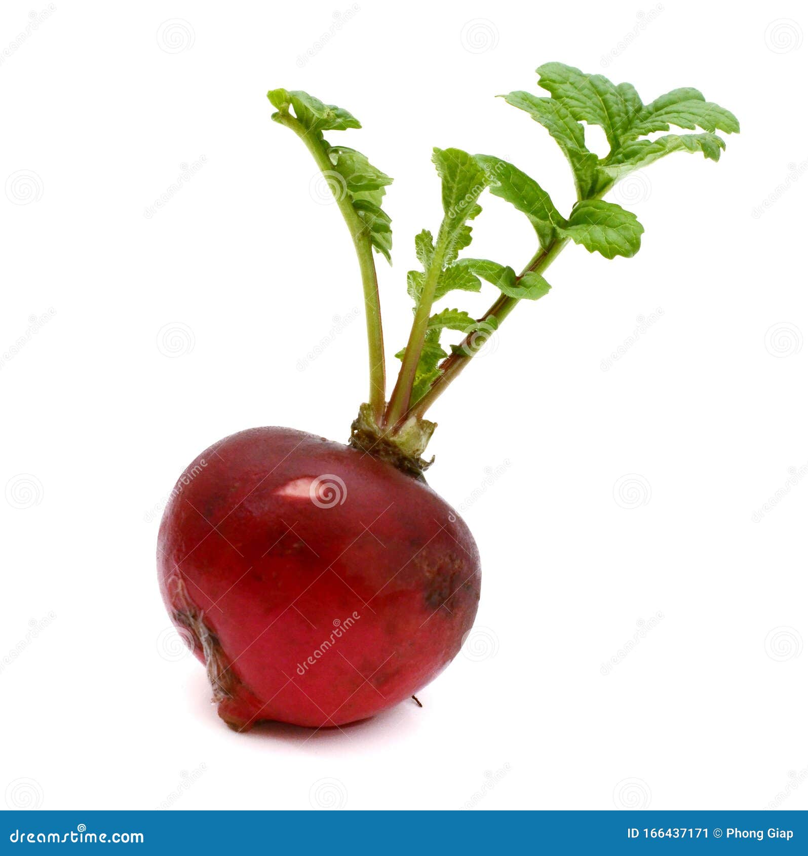 Beetroot bunch. stock image. Image of bunch, fresh, closeup 166437171