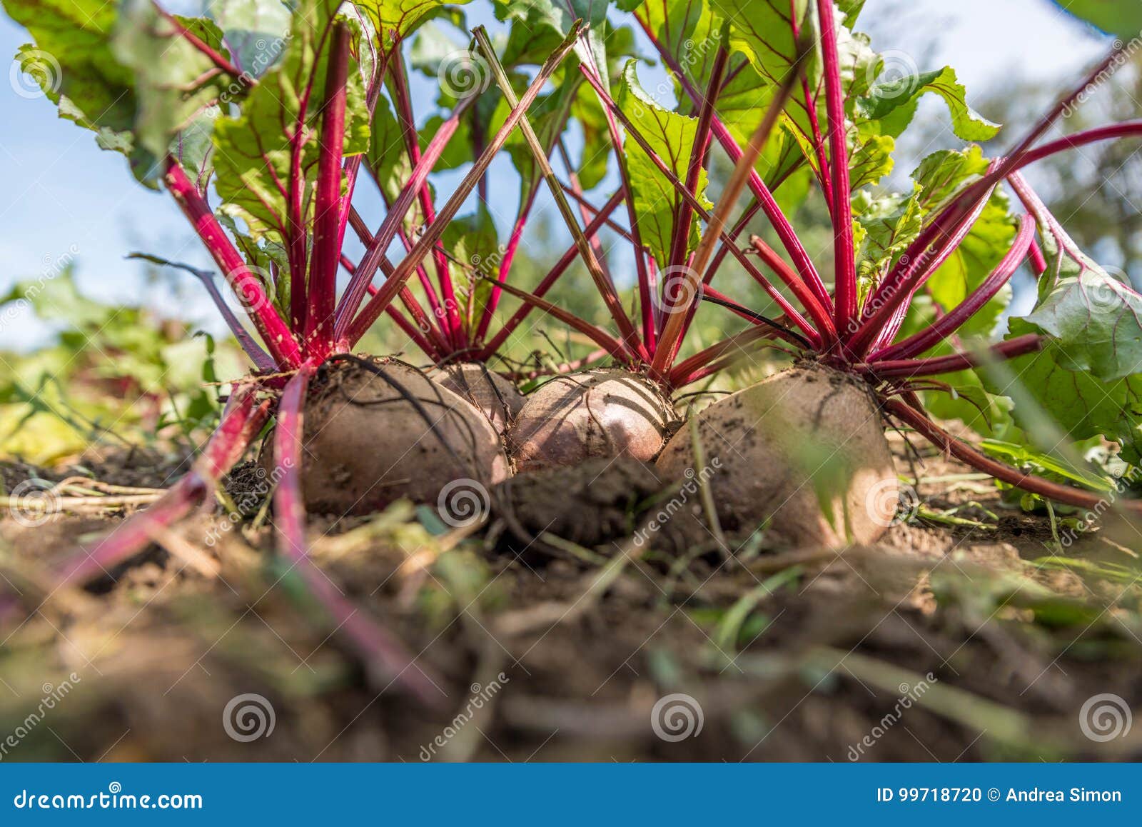 Beetroot stock photo. Image of root, tendrils, growing 99718720