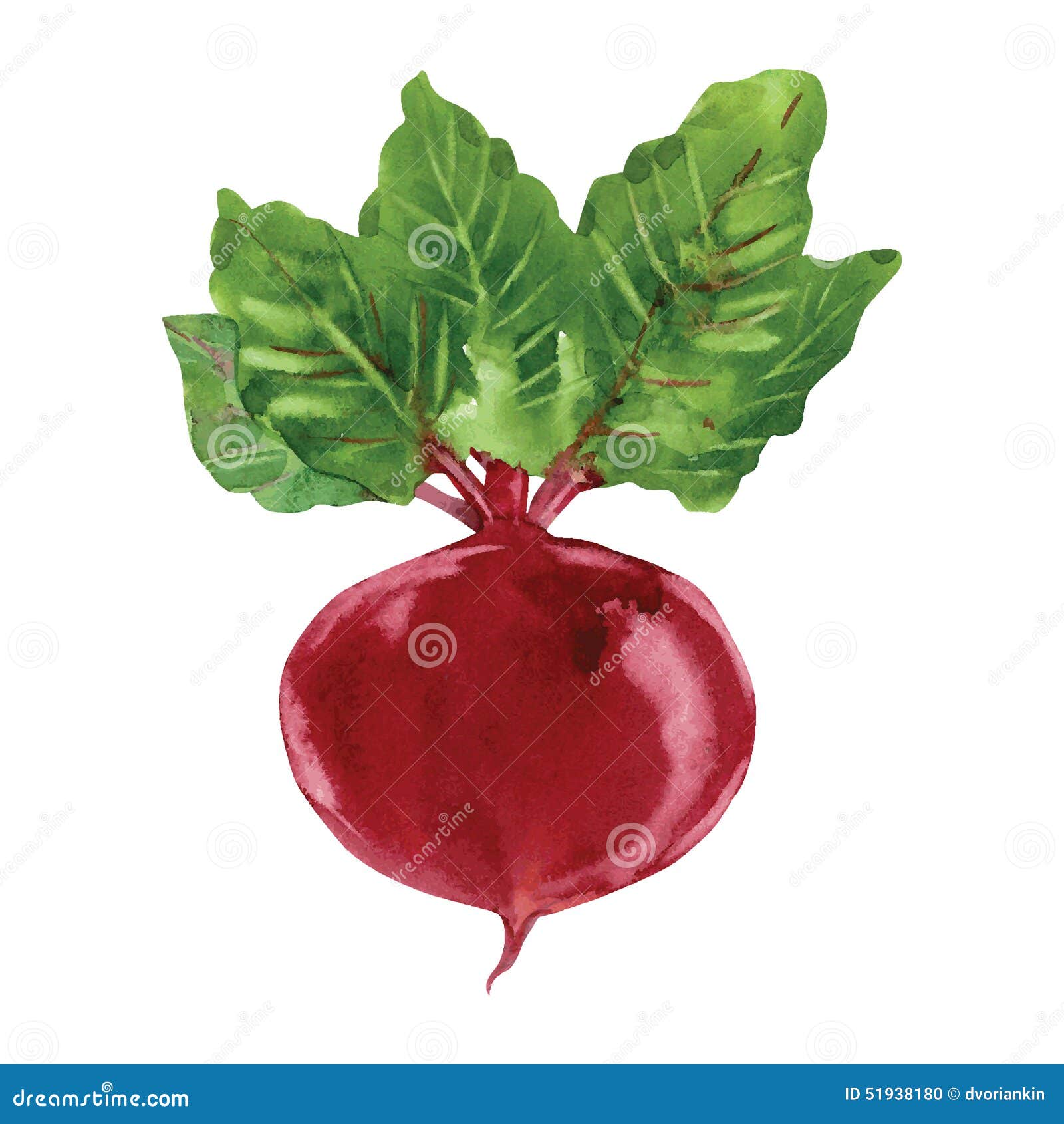 Beetroot with leaves stock vector. Illustration of beet 51938180