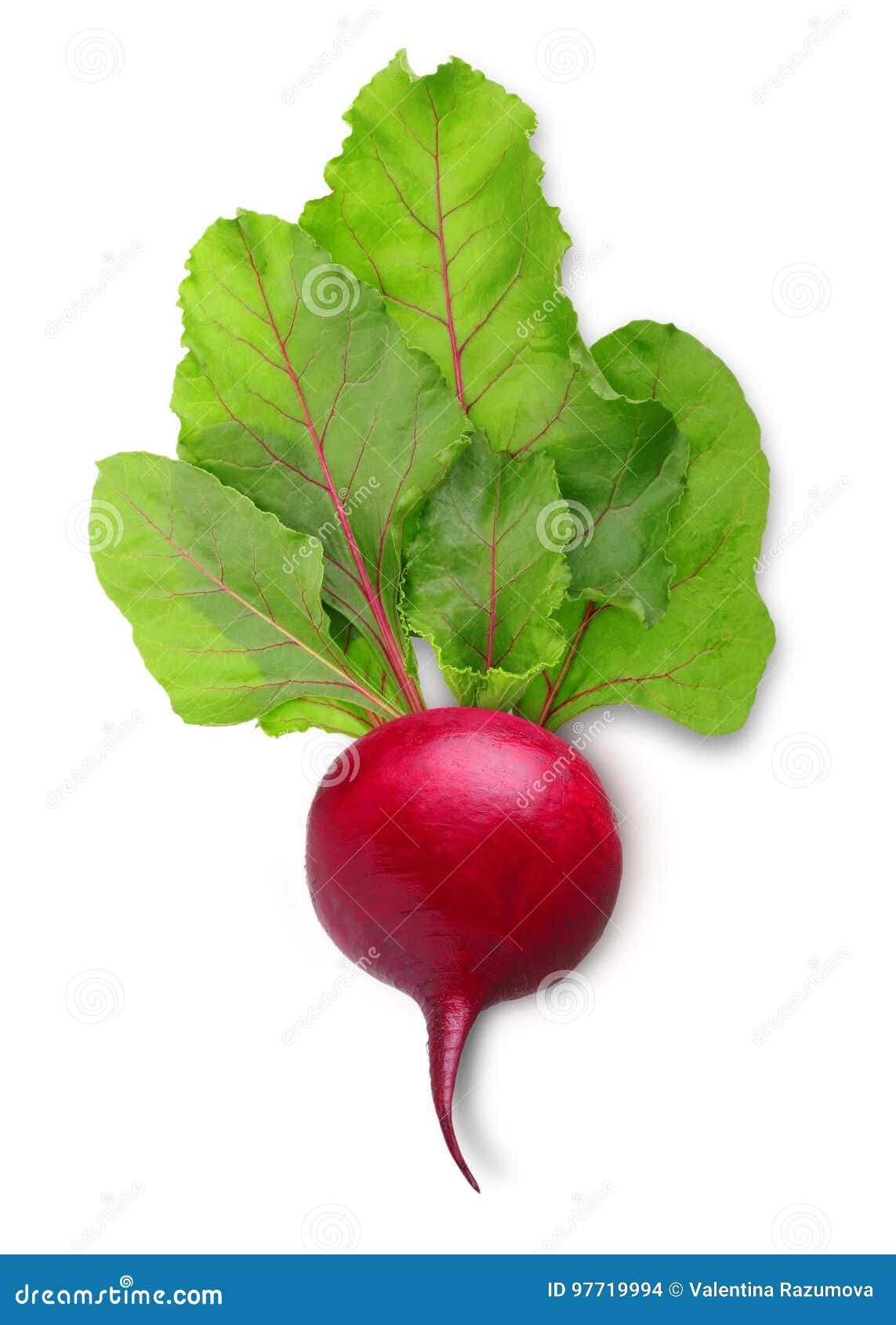 Beetroot with Leaves Isolated Stock Photo Image of green, beetroot