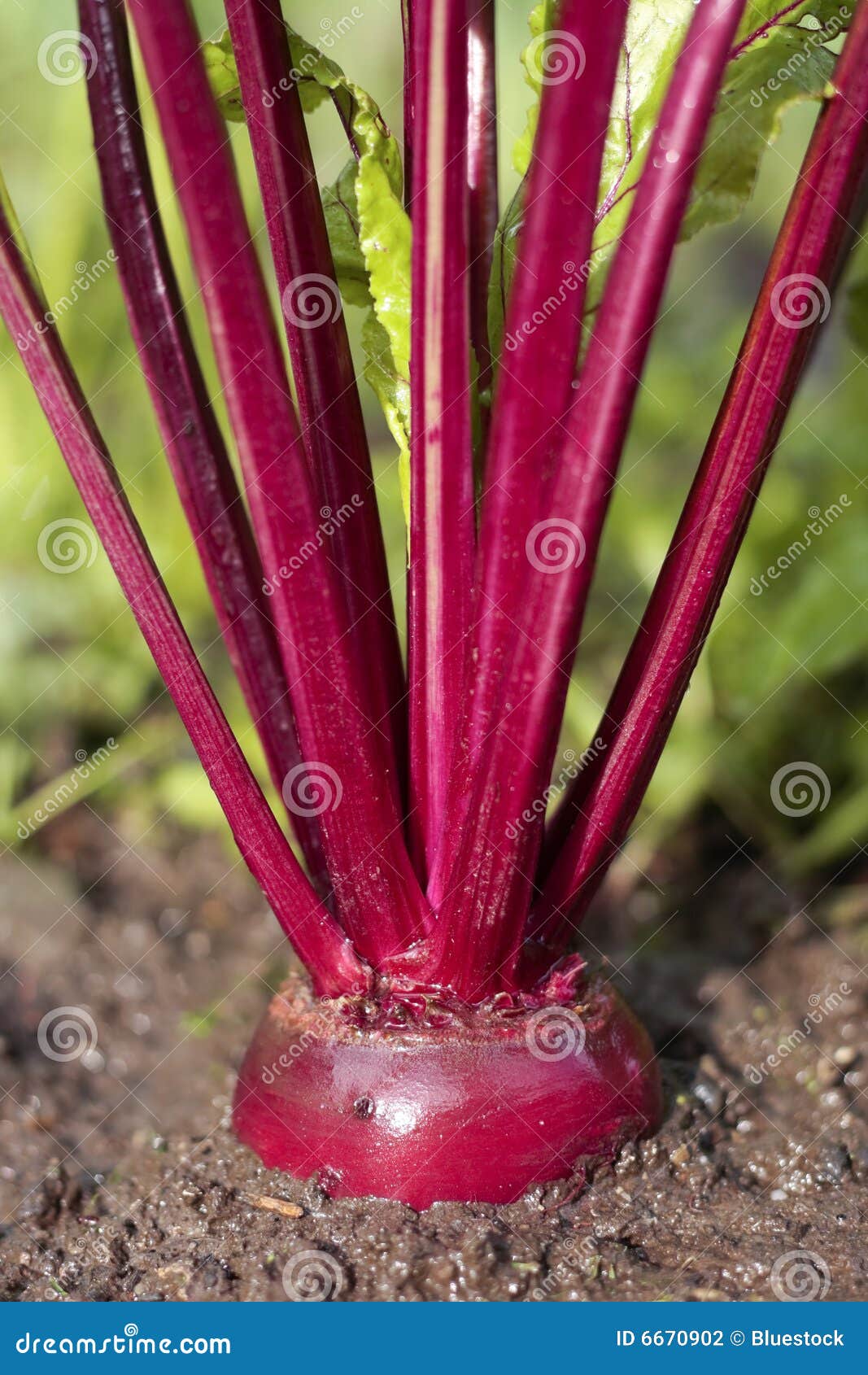 Beetroot plant stock photo. Image of beetroot, organic 6670902