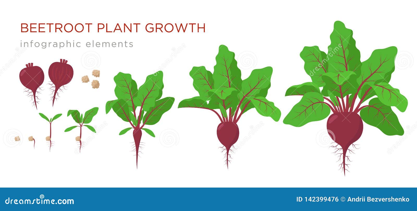 Beetroot Plant Growth Stages Infographic Elements. Growing Process of ...