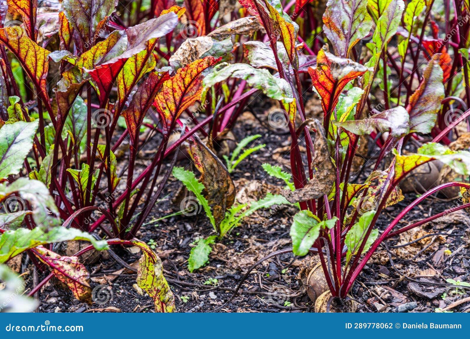 Beetroot Plants in a Vegetable Garden Stock Photo Image of ground